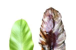 Isolated young and old bird's nest fern leaf with clipping paths, photo