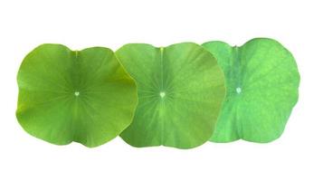 Isolated waterlily or lotus leaf with clipping paths. photo