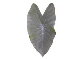 Isolated colocasis leaf or black magic elephant ear plant with clipping paths. photo