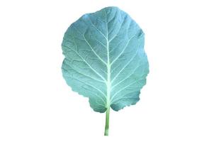 Isolated fresh cauliflower leaf with clipping paths. photo