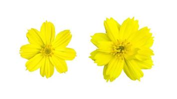 isolated yellow cosmos flower with clipping paths. photo