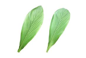 Isolated turmeric and curcuma aeruginosa leaf with clipping paths. photo