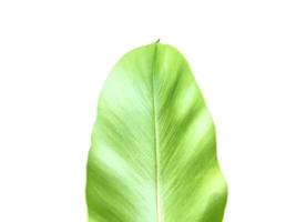 Isolated young and green bird's nest fern leaf with clipping paths, photo