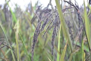 Ear of riceberry, natural blurred background, selective focus. photo