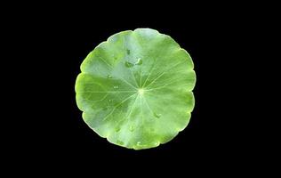 gotu kola aislado, pennywort asiático, centella asiatica, hoja de ayurveda con caminos de recorte. foto