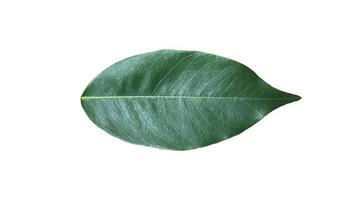 Isolated leaf of pterocarpus macrocarpus with clipping paths. photo