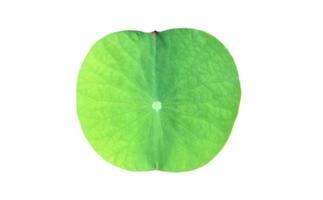 Isolated waterlily or lotus leaf with clipping paths. photo