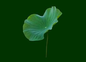 isolated waterlily or lotus leaf with clipping paths. photo