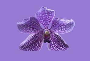 isolated vanda orchid flower with clpping paths. photo