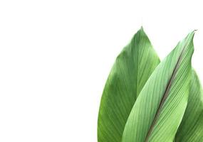 Isolated turmeric leaf with clipping paths. photo