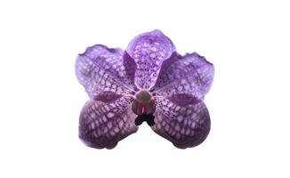 isolated vanda orchid flower with clpping paths. photo