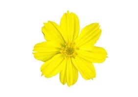 flor de cosmos amarilla aislada con caminos de recorte. foto