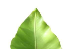 Isolated young and green bird's nest fern leaf with clipping paths, photo