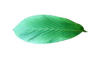 Isolated turmeric leaf with clipping paths. photo