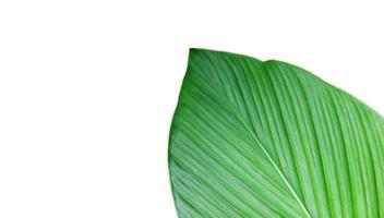Isolated turmeric leaf with clipping paths. photo