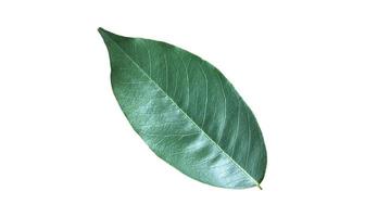 Isolated leaf of pterocarpus macrocarpus with clipping paths. photo