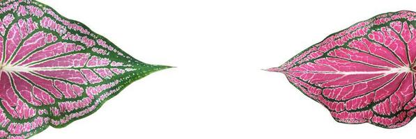 Isolated caladium leaf on white background with clipping paths. photo