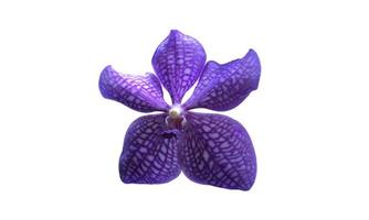 isolated vanda orchid flower with clpping paths. photo