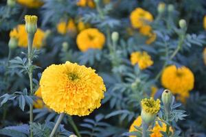 Marigold flower garden, marigold growing at home. photo