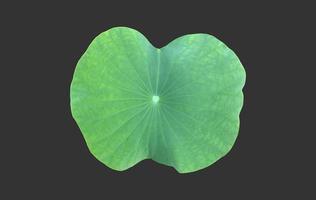 isolated waterlily or lotus leaf with clipping paths. photo
