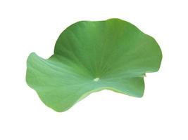 Isolated waterlily or lotus leaf with clipping paths. photo