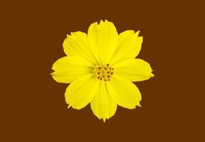 Isolated yellow cosmos flower with clipping paths. photo