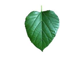 Isolated mulberry leaf with clipping paths. photo