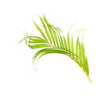 green leaf of palm tree on white background photo