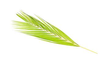 Hoja verde de palmera sobre fondo blanco. foto