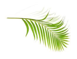 green leaf of palm tree on white background photo