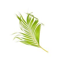 green leaf of palm tree on white background photo