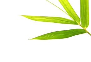 Fresh green bamboo leaf isolated on white for texture or wallpaper background photo