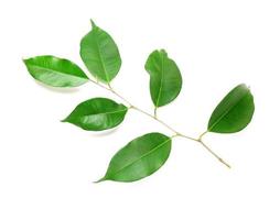 Twig with green leaves isolated on white photo