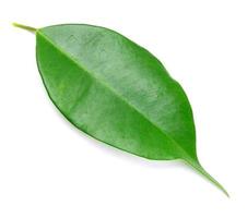 green leaf on a white photo