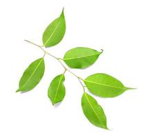 Twig with green leaves isolated on white photo