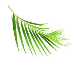 green leaf of palm tree on white background photo