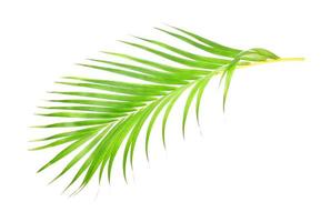 green leaf of palm tree on white background photo