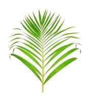 green leaf of palm tree on white background photo