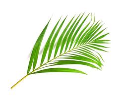 green leaf of palm tree on white background photo