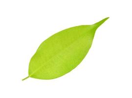 green leaf on a white photo