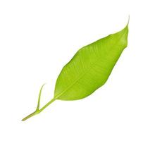 green leaf on a white photo