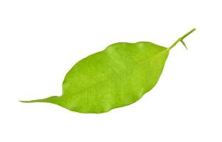 green leaf on a white photo