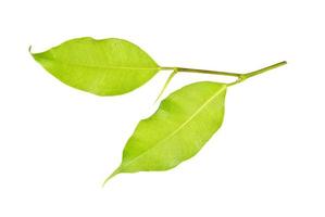 green leaf on a white photo