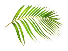 green leaf of palm tree on white background photo