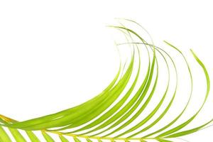 green leaf of palm tree on white background photo