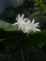 Jasmine,  Arabian jasmine, wallpaper, beautiful flower, beauty nature photo