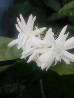 Jasmine,  Arabian jasmine, wallpaper, beautiful flower, beauty nature photo