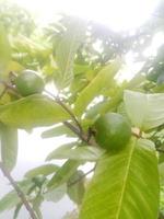 Guava, wallpaper,  natural food, photo