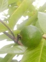 guayaba, papel tapiz, alimento natural, foto