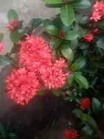 ixora china, fondos de pantalla, hermosa flor foto